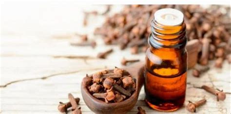 Clove Bud Oil At Rs Litre Essential Oils In Indore Id