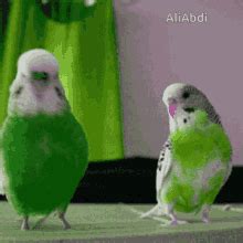 Parrots Funny GIF - Parrots Parrot Funny - Discover & Share GIFs