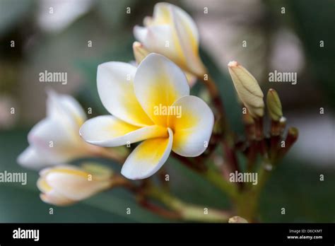 What Is Laos National Flower At David Trumper Blog