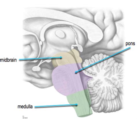 213 Brainstem And Cranial Nerves Flashcards Quizlet