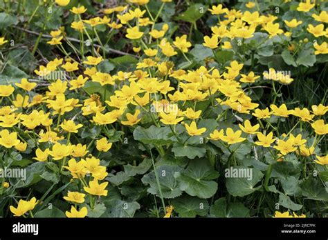 Caltha Palustris Known As Marsh Marigold And Kingcup Summer Flowers