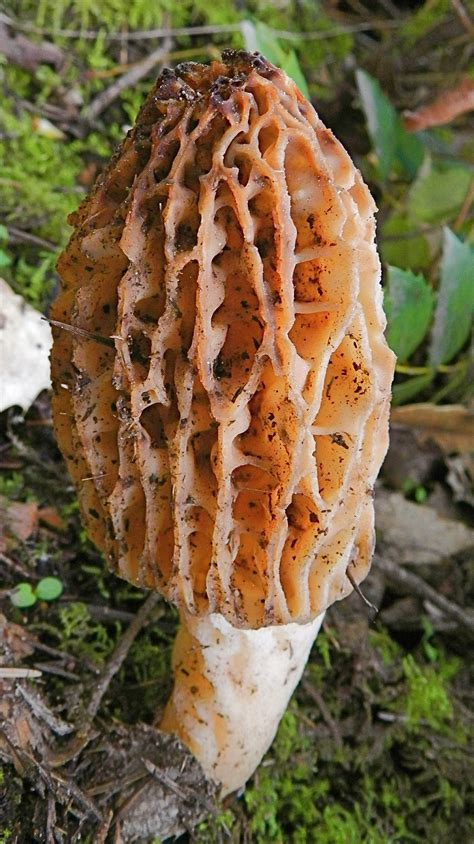 Wilderness Medicine Menu: True Morels and False Morel Poisoning ...