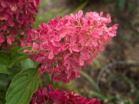 Hydrangea Paniculata Zinfin Doll Ww39 Panicle J2 Flickr