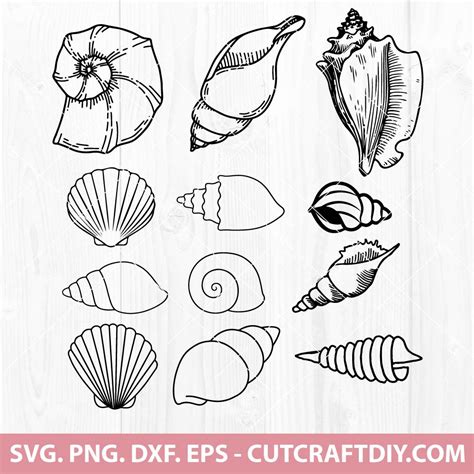 Seashell SVG Ocean Summer Shell SVG PNG DXF EPS