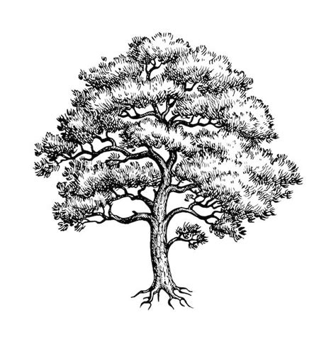 Ink Sketch Of Oak Tree Vector Image On Vectorstock Artofit