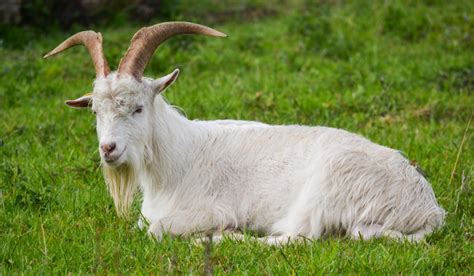 19 Beautiful Long Haired Goat Breeds Farmhouse Guide