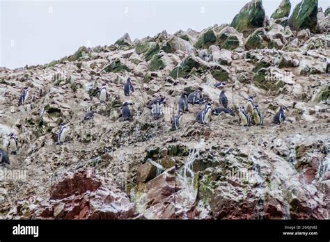 Humboldt Penguin Spheniscus Humboldti On The Rocks Of The Ballestas