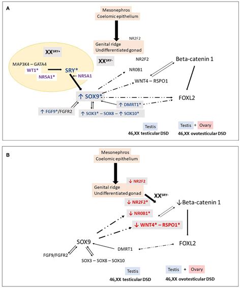 Frontiers Testicular Differentiation In 46 Xx Dsd An Overview Of