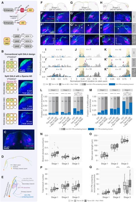 Molecular And Cellular Mechanisms Of Teneurin Signaling In Synaptic