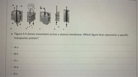 Solved • Figure 4.4 shows movement across a plasma membrane. | Chegg.com 