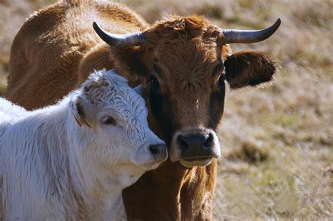 Cow,aubrac,veal,cattle,animals - free image from needpix.com
