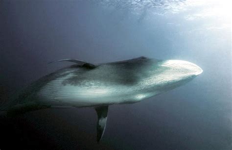 Bryde’s Whale – "OCEAN TREASURES" Memorial Library