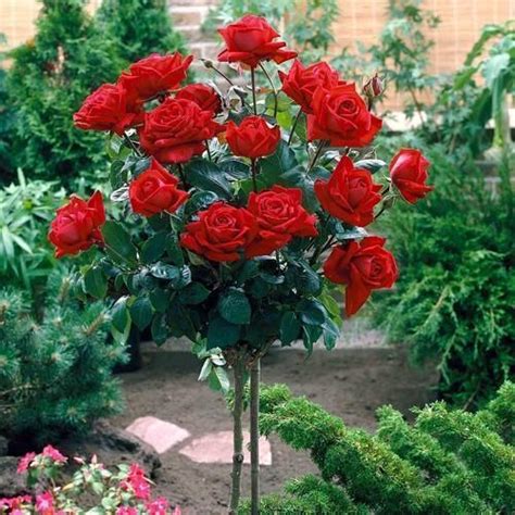 Rose Plant Ezmakaan