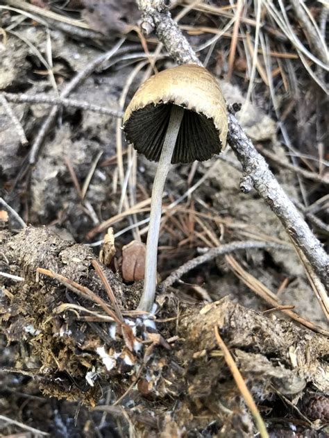 Panaeolus Papilionaceus Petticoat Mottlegill Humboldt Life Lost