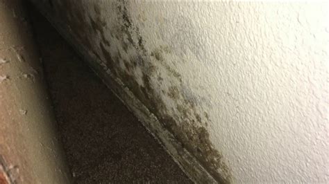 Resident Fighting Management Over Black Mold Problem At Ontario