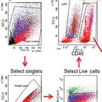 Mir P Mediated Downregulation Of Jnk Aggravates Ali Critical