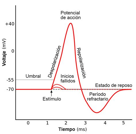 Cu L Es La Diferencia Entre Potencial De Acci N Y Potencial Graduado