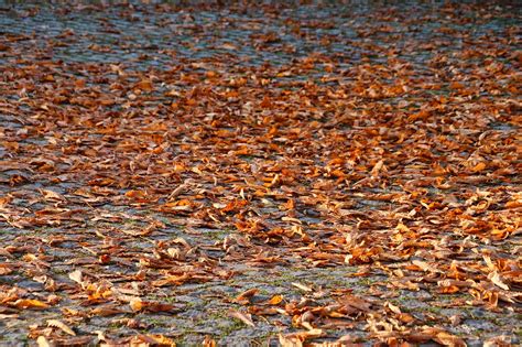 Bl Tter Laub Herbst Trockene Kostenloses Foto Auf Pixabay Pixabay