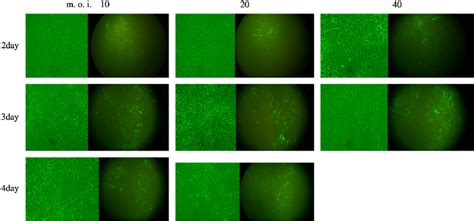 Transduction Of Neurons With The Egfp Expressing Lentivirus Vector