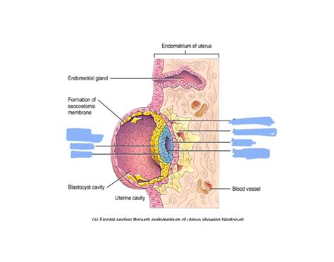 Parts Of A Blastocyst Quiz