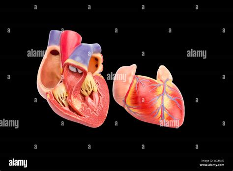 Corazon Humano Interno Fotografías E Imágenes De Alta Resolución Alamy