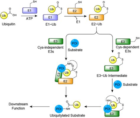 Fig 1 Ubiquitylation Mechanism Of Cys Dependent And Independent E3