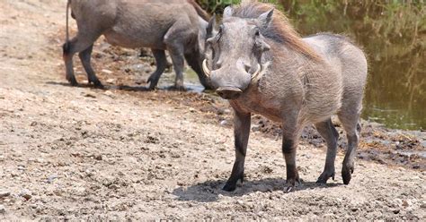 From Dar Es Salaam Mikumi National Park Day Safari By Car Getyourguide