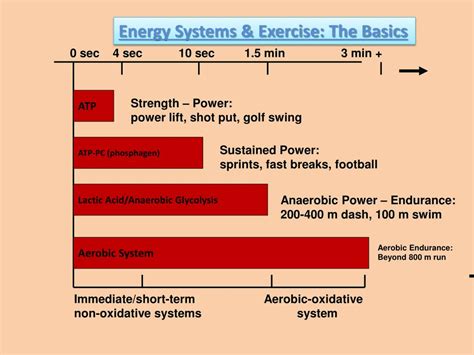 PPT - Energy System responses to acute exercise PowerPoint Presentation ...