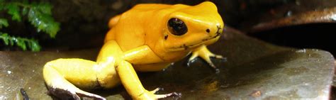 Phyllobates Terribilis Amphibian Care