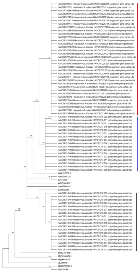 Phylogenetic Tree Of The Vp1p2a Region Of The Hav Genome Constructed