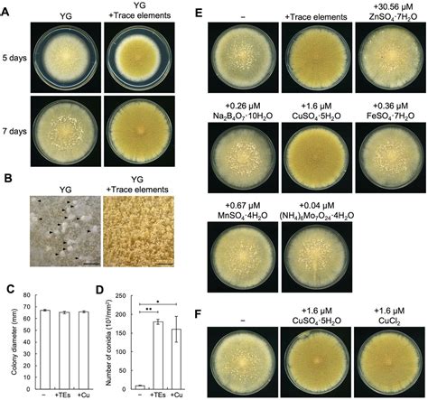 Frontiers Trace Copper Mediated Asexual Development Via A Superoxide