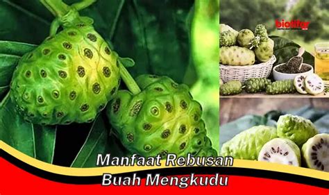 5 Manfaat Rebusan Buah Mengkudu Yang Jarang Diketahui Biotifor