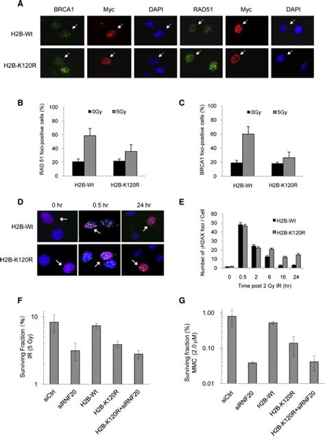 Regulation of Homologous Recombination by RNF20-Dependent H2B ... 