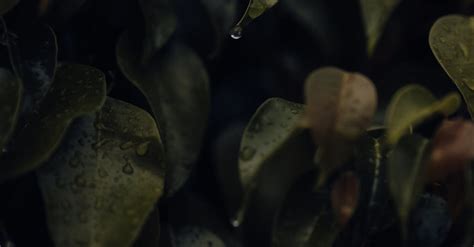 Raindrops on Leaves in Darkness · Free Stock Photo