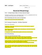 AEverett MicroLab2Morphology 011317 MBK Lab Report Name Carissa