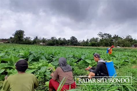 Cuaca Di Situbondo Sering Mendung Dan Gerimis Petani Tembakau Resah