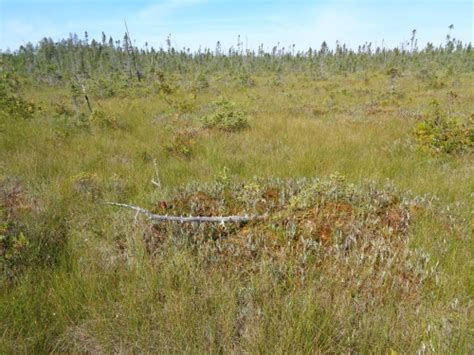 Poor Fen Photos - Michigan Natural Features Inventory