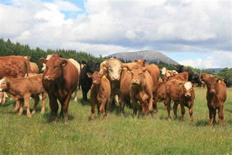 Scottish Beef Association