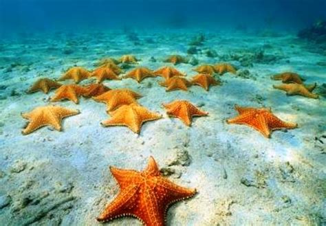 ESTRELLA DE MAR Características hábitat y su comportamiento