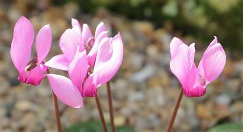 Cyclamen Herb Uses Health Benefits And Side Effects