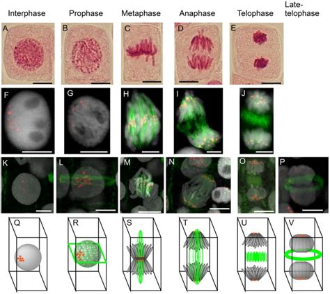 Chromosome Pictures Of Acetic Orcein Staining A E General Download Scientific Diagram