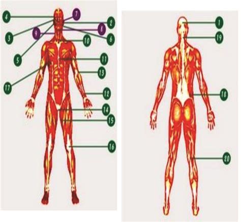 Pontos Vitais Do Corpo Humano