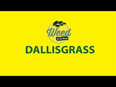 Dallisgrass How To Identify And Get Rid Of It Youtube