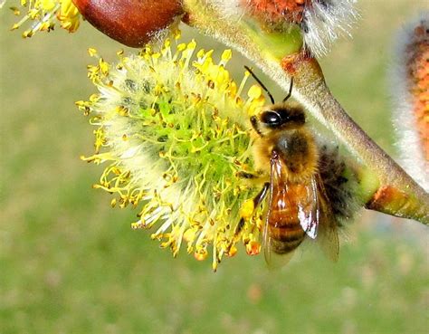 Robertson Bees Pussy Willow Bloom 2014