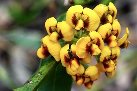 Clustered Bitter Pea Daviesia Corymbosa Christine Lynch Flickr