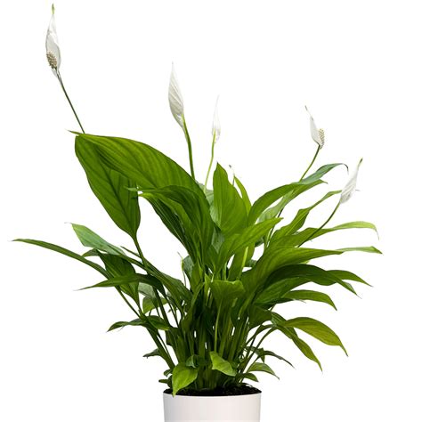 Peace Lily Muddy Trowel