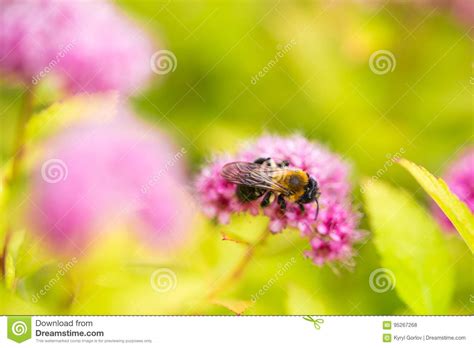 Una Abeja Que Recolecta El Polen En Spirea Japonica Macro Del Primer