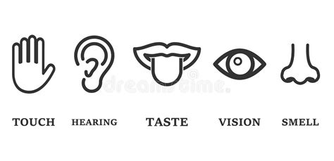 Five Senses Icons Stock Vector Illustration Of Sense 105769510