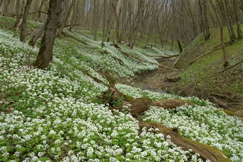 Картинки весенний лес (50 фото) скачать бесплатно