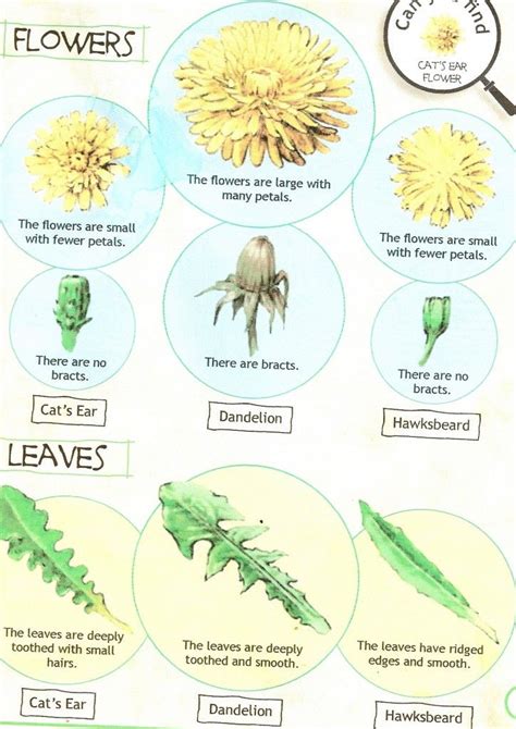 12 Health Benefits Of Dandelion Leaves And Dandelion Root Infographic